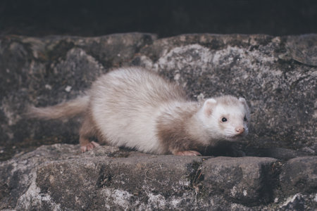 Champagne ferret posing for portrait on old outdoor stone stairsの写真素材