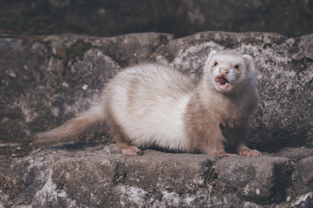 Champagne ferret posing for portrait on old outdoor stone stairsの写真素材