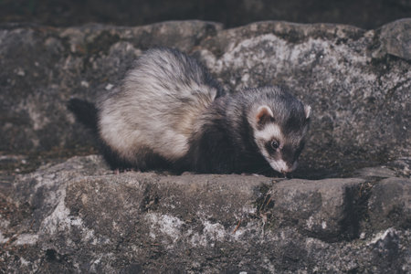 Standard color ferret posing for portrait on old outdoor stone stairsの写真素材