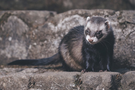 Standard color ferret posing for portrait on old outdoor stone stairsの写真素材