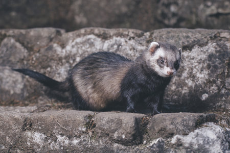Standard color ferret posing for portrait on old outdoor stone stairsの写真素材