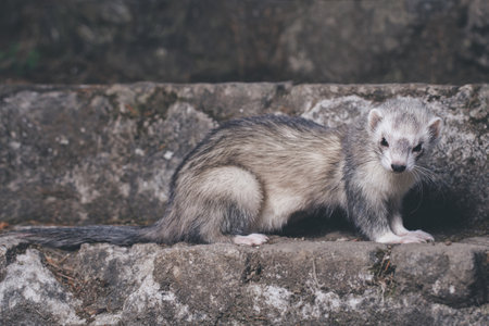 Ferret posing for portrait on old outdoor stone stairsの写真素材