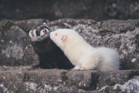 Ferret posing for portrait on old outdoor stone stairsの写真素材