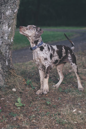 Louisiana Catahoula Leopard Dog young females in summer campの写真素材