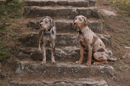 Louisiana Catahoula Leopard Dog young females in summer campの写真素材