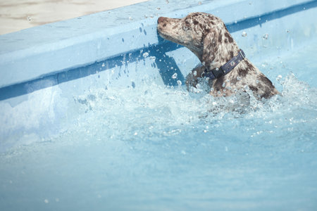 Louisiana Catahoula Leopard Dog young females in summer campの写真素材
