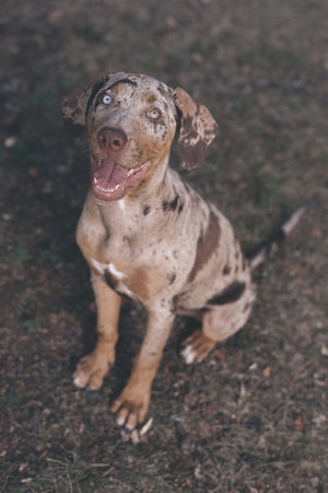 Catahoula Leopard Dog young females in summer campの写真素材