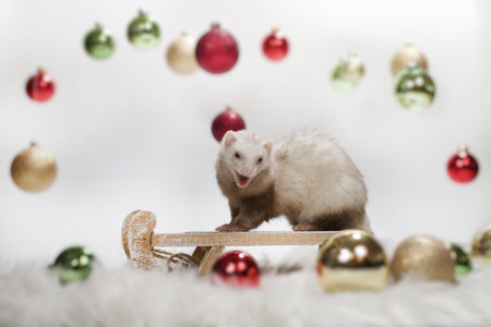 Ferret on light and white background playing with Christmas decorationsの写真素材