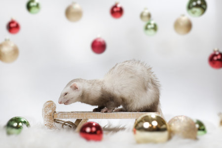 Ferret on light and white background playing with Christmas decorationsの写真素材