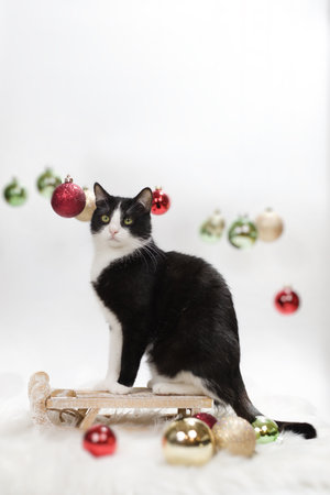 Cat on light and white background playing with Christmas decorationsの写真素材