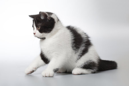 Spotty young kitten posing for portrait in studio on gray backgroundの写真素材