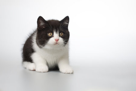 Spotty young kitten posing for portrait in studio on gray backgroundの写真素材