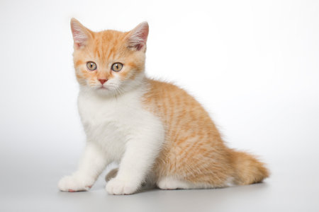 Young kitten posing for portrait in studio on gray backgroundの写真素材