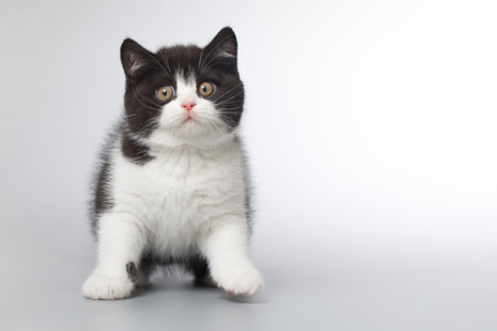 Spotty young kitten posing for portrait in studio on gray backgroundの写真素材