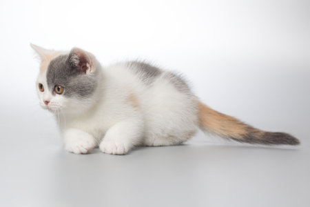 Spotty young kitten posing for portrait in studio on gray backgroundの写真素材