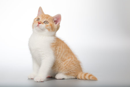 Young kitten posing for portrait in studio on gray backgroundの写真素材