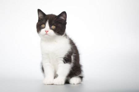Spotty young kitten posing for portrait in studio on gray backgroundの写真素材
