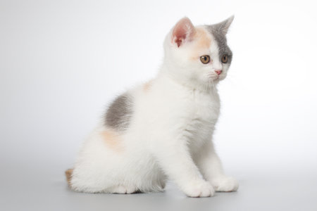 Spotty young kitten posing for portrait in studio on gray backgroundの写真素材