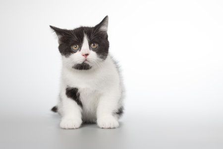 Spotty young kitten posing for portrait in studio on gray backgroundの写真素材