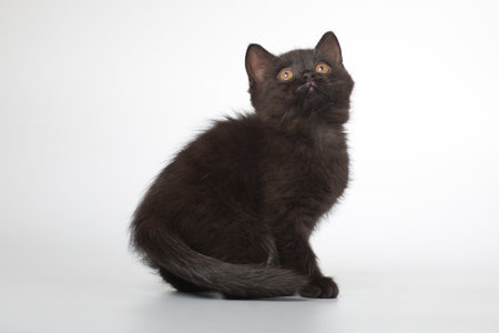 Young black kitten posing for portrait in studio on gray backgroundの写真素材