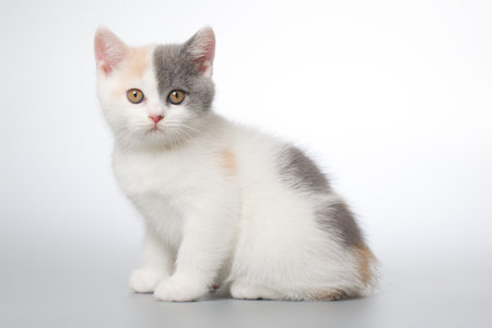 Spotty young kitten posing for portrait in studio on gray backgroundの写真素材