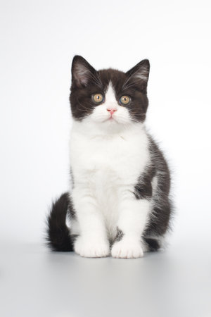 Spotty young kitten posing for portrait in studio on gray backgroundの写真素材