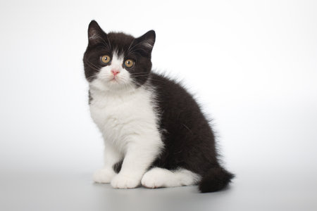 Spotty young kitten posing for portrait in studio on gray backgroundの写真素材