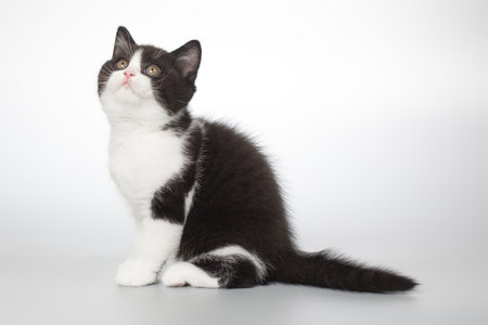 Spotty young kitten posing for portrait in studio on gray backgroundの写真素材