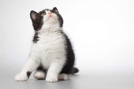 Spotty young kitten posing for portrait in studio on gray backgroundの写真素材