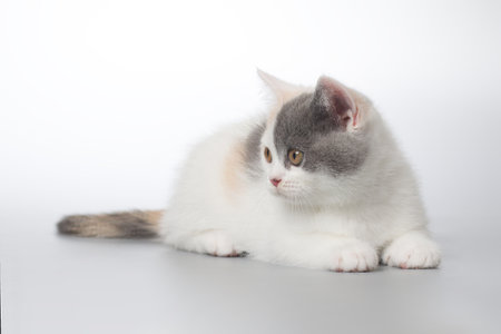 Spotty young kitten posing for portrait in studio on gray backgroundの写真素材
