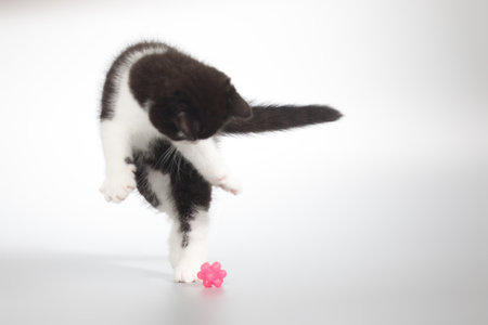Spotty young kitten posing for portrait in studio on gray backgroundの写真素材