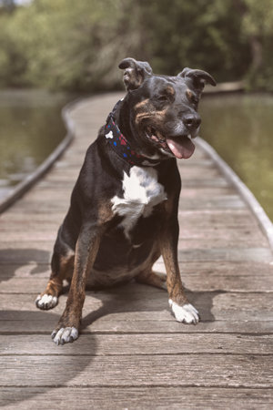 Dog posing on wooden bridge on lake in summer natureの写真素材