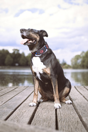 Dog posing on wooden bridge on lake in summer natureの写真素材
