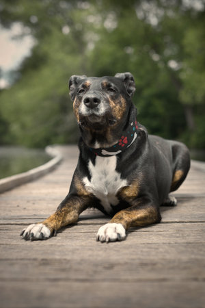 Dog posing on wooden bridge on lake in summer natureの写真素材