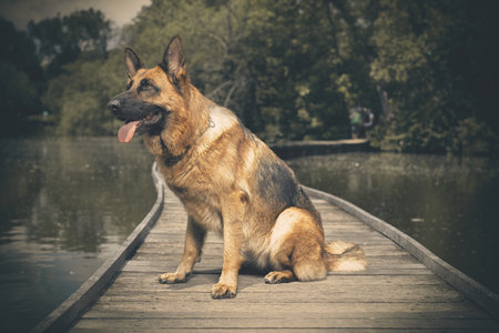 Dog posing on wooden bridge on lake in summer natureの写真素材