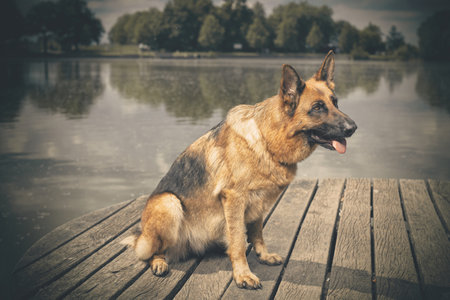 Dog posing on wooden bridge on lake in summer natureの写真素材