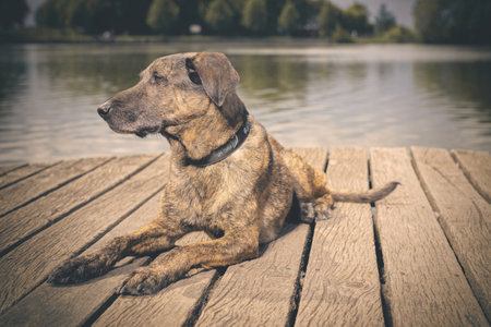 Dog posing on wooden bridge on lake in summer natureの写真素材