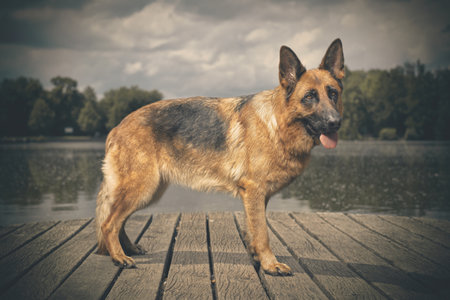 Dog posing on wooden bridge on lake in summer natureの写真素材