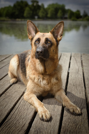 Dog posing on wooden bridge on lake in summer natureの写真素材