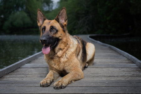Dog posing on wooden bridge on lake in summer natureの写真素材