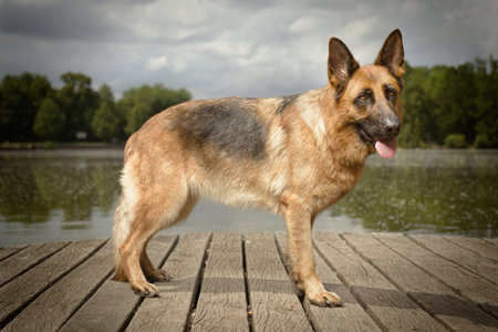 Dog posing on wooden bridge on lake in summer natureの写真素材
