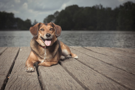 Dog posing on wooden bridge on lake in summer natureの写真素材