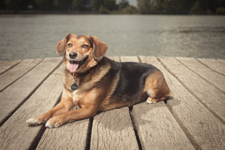 Dog posing on wooden bridge on lake in summer natureの写真素材