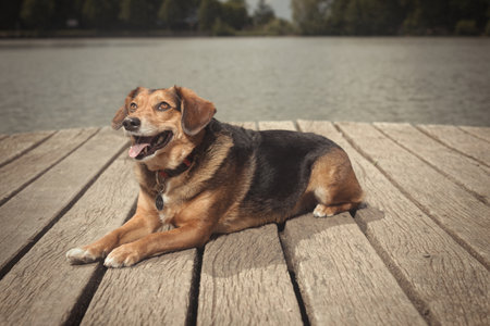 Dog posing on wooden bridge on lake in summer natureの写真素材