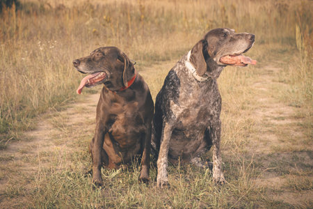 Couple of older german shorthaired pointer females in fieldの写真素材