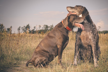 Couple of older german shorthaired pointer females in fieldの写真素材
