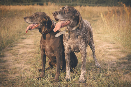 Couple of older german shorthaired pointer females in fieldの写真素材