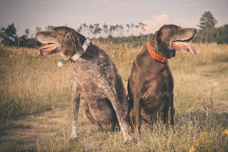 Couple of older german shorthaired pointer females in fieldの写真素材