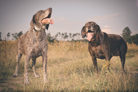 Couple of older german shorthaired pointer females in fieldの写真素材