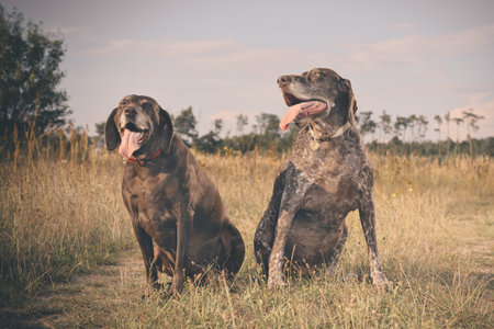 Couple of older german shorthaired pointer females in fieldの写真素材